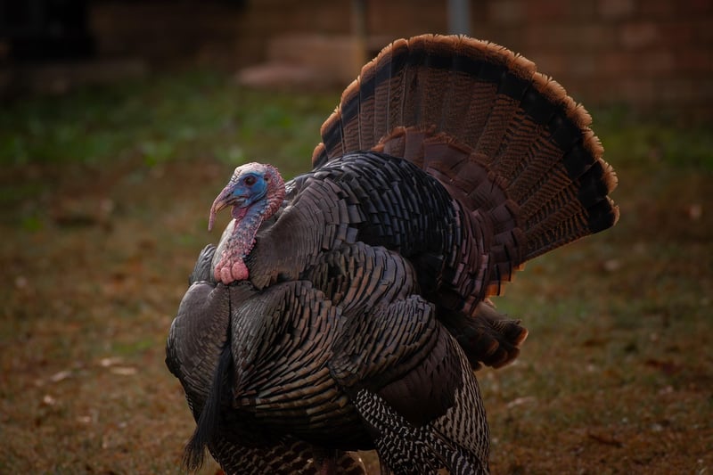 Turkey Breast